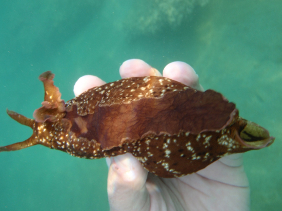  Aplysia fasciata (Brazilian Sea Hare)